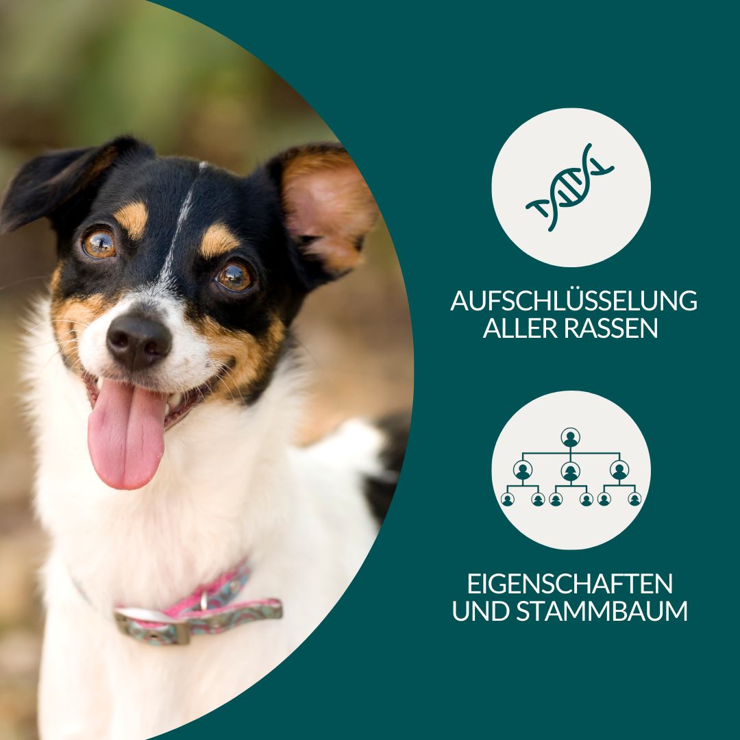 vetevo DNA Test Hund: Einfach, schnell, zuverlässig. Testet 350+ Rassen.