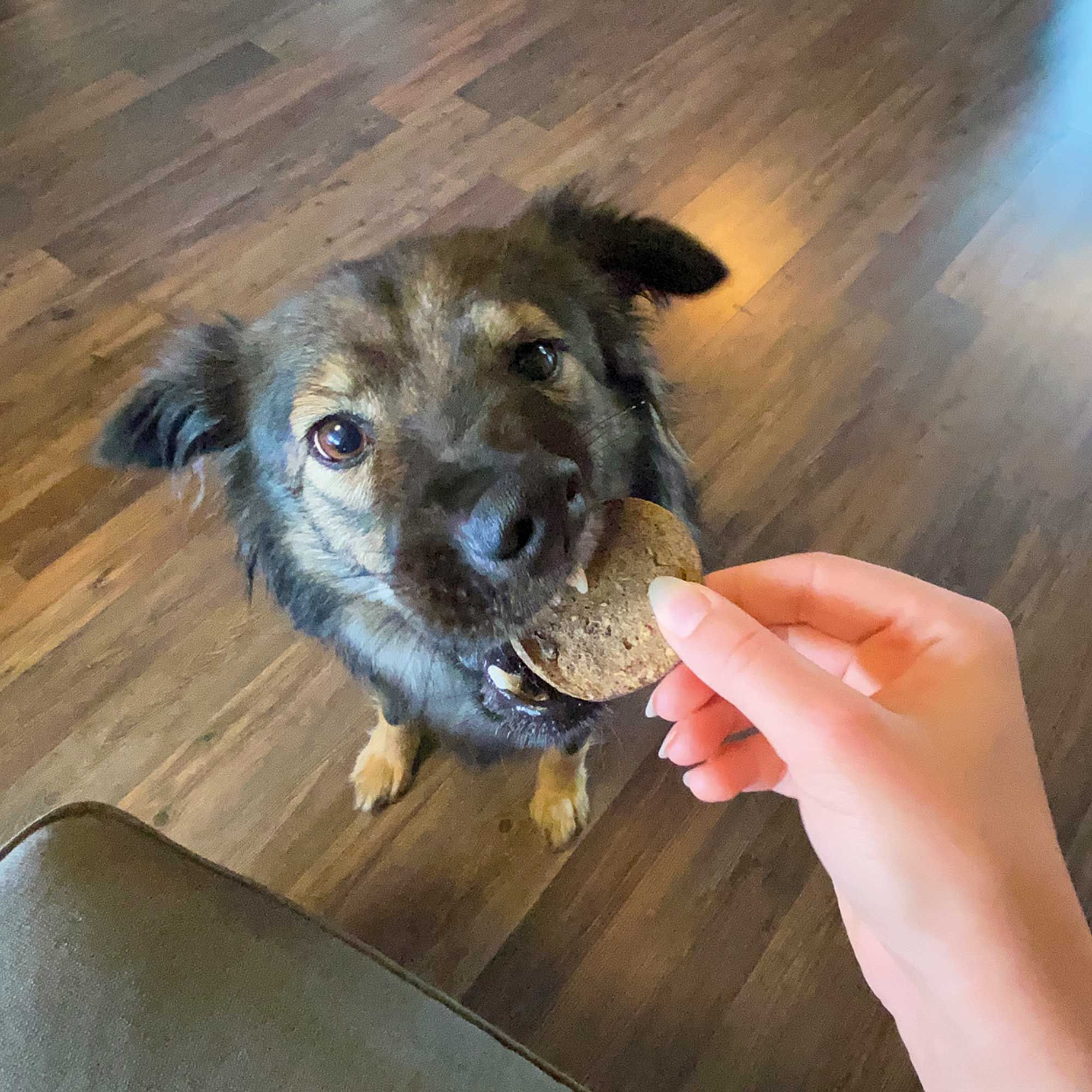 Ein Hund frisst einen Chipies Lamm, krosse Fleisch-Chips-Taler für Hunde, aus der Hand.