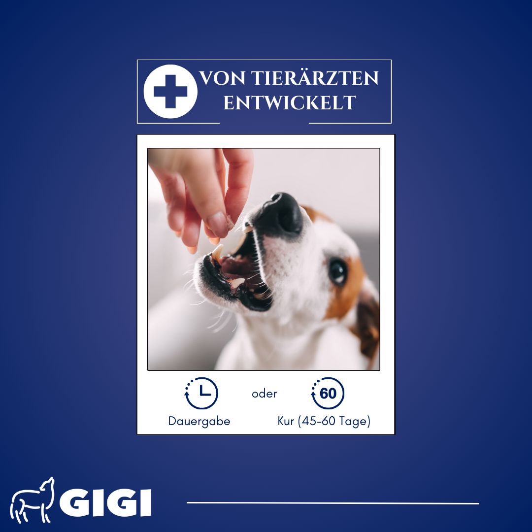 Ein Hund bekommt eine Tablette. Text: Von Tierärzten entwickelt. Dauer- oder Kur-Anwendung (45-60 Tage). GIGI Logo.