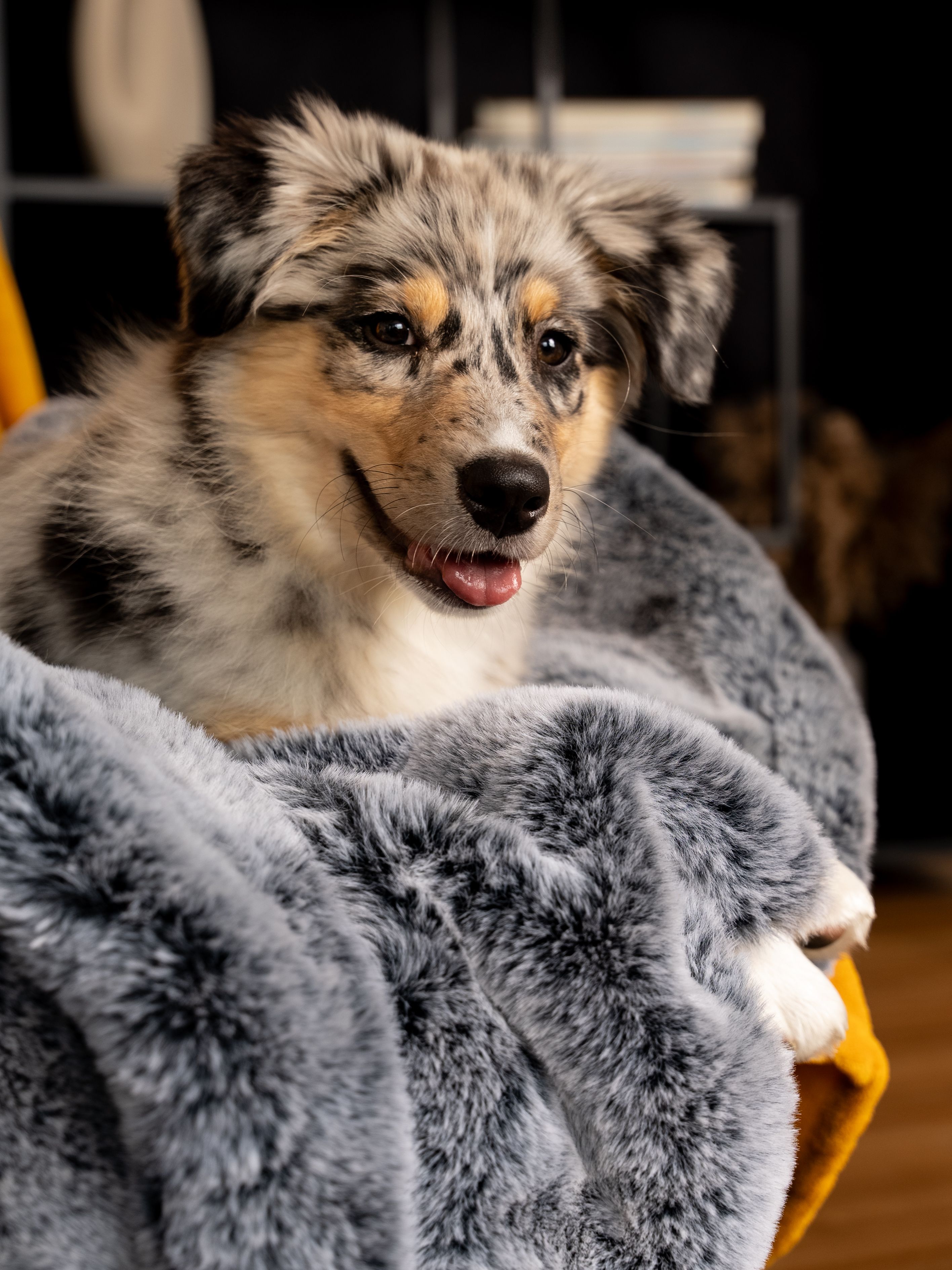 Graue Hundedecke, flauschig, mit Hund. Der Hund liegt in der Decke. Hintergrund unscharf.