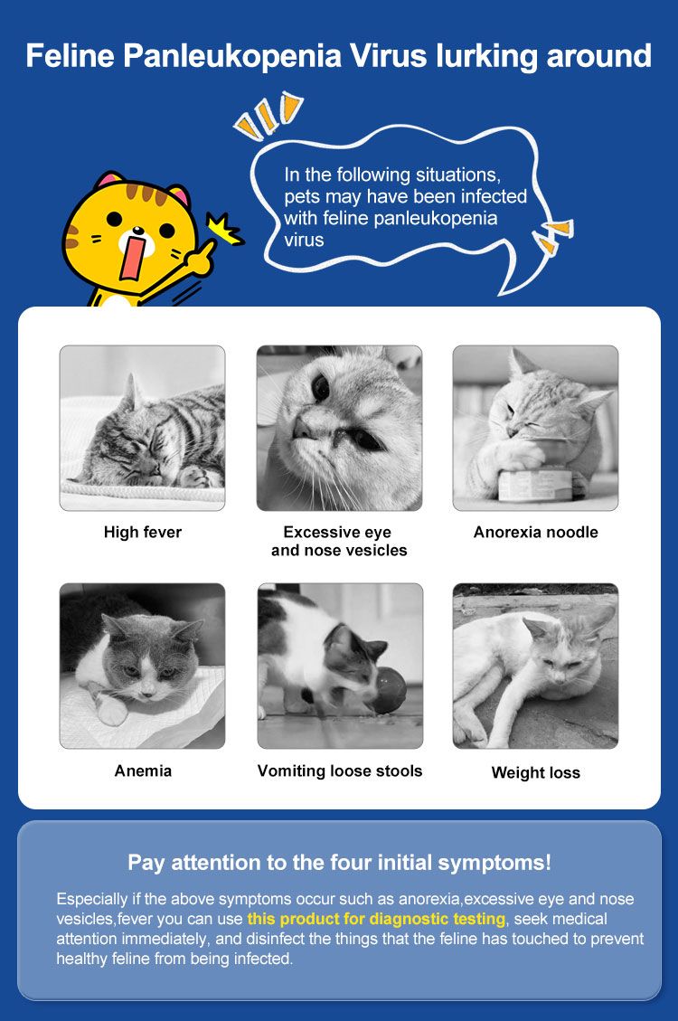 Infografik mit Symptomen der felinen Panleukopenie. Sechs Katzenbilder mit Text. Blauer Hintergrund mit gelben Elementen.