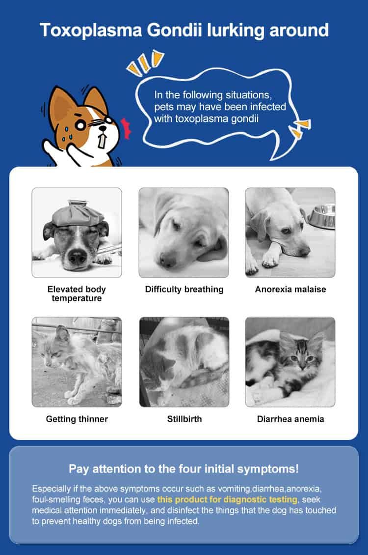 Infografik zu Symptomen von Toxoplasmose bei Hunden und Katzen. Enthält Bilder von Tieren und Textbeschreibungen.