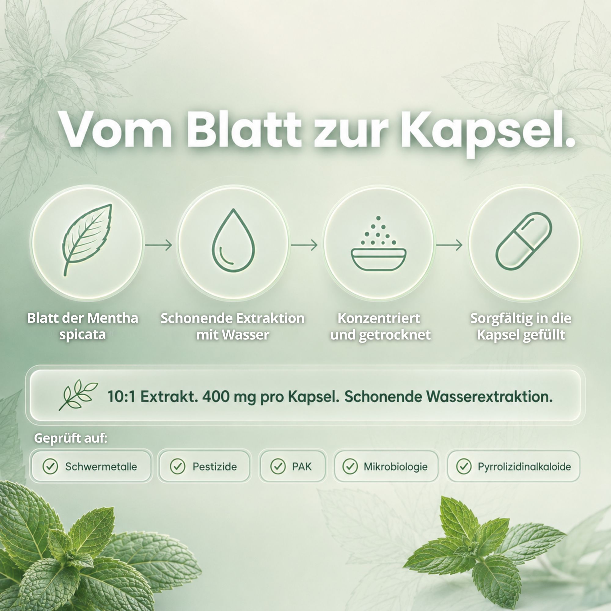 Supplenatura Rheinland® Grüne Minze Extrakt Kapseln–400 mg Mentha Spicata 10:1
