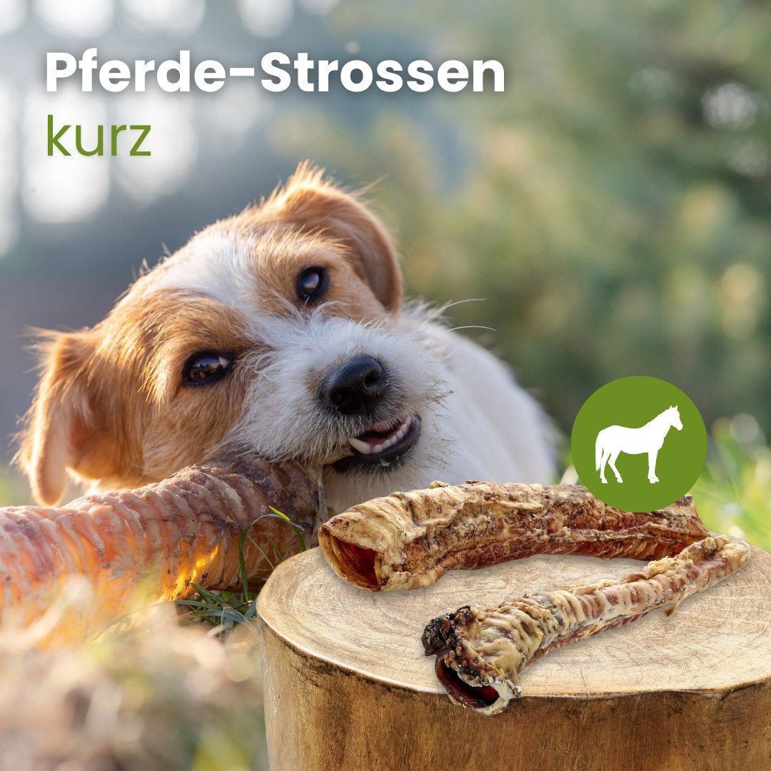 Zwei getrocknete Pferde-Strossen auf einem Baumstamm, daneben ein Hund.