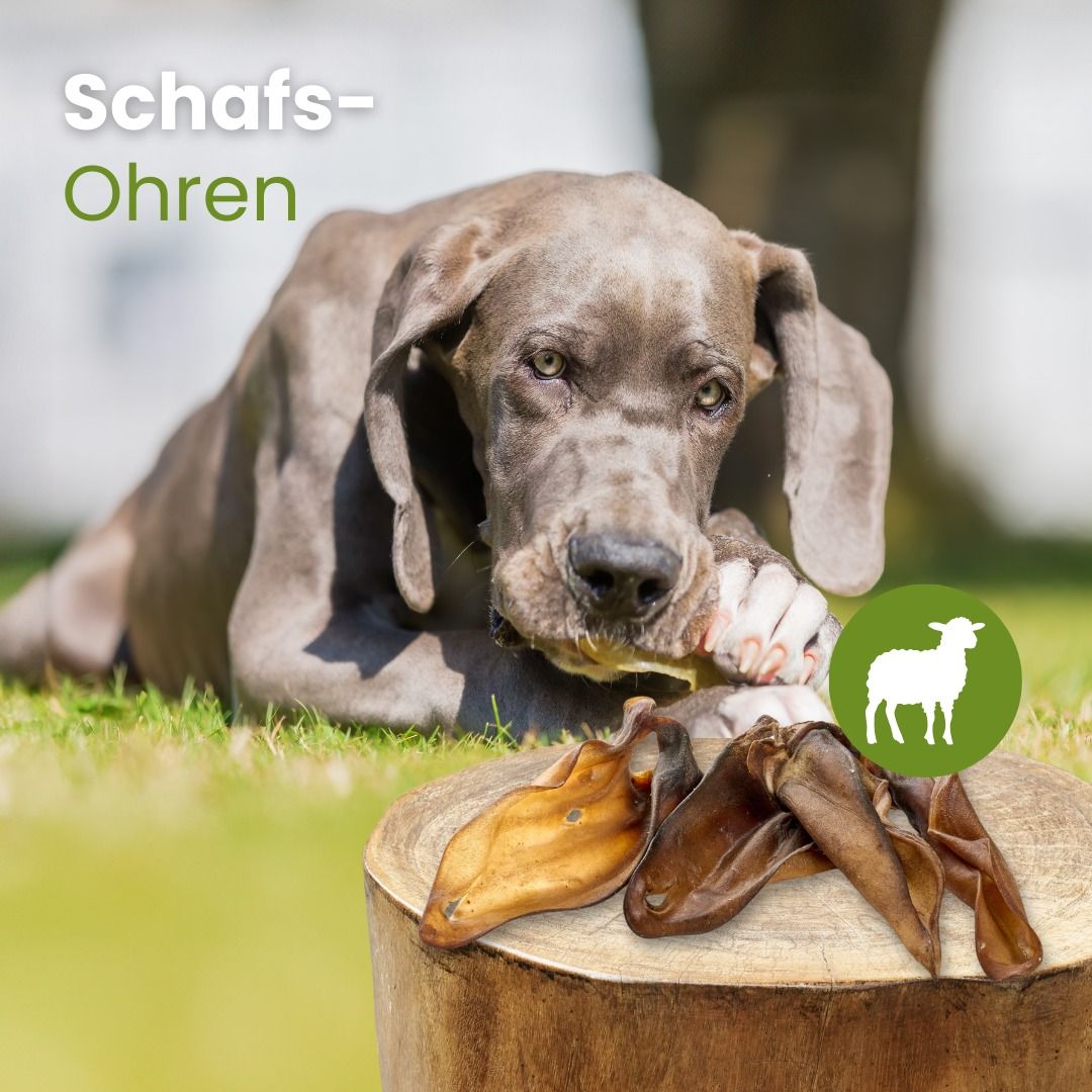Mehrere getrocknete Schafsohren.