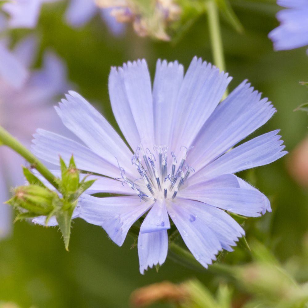 PHI Essences - Chicory Bachblüte Nr. 8