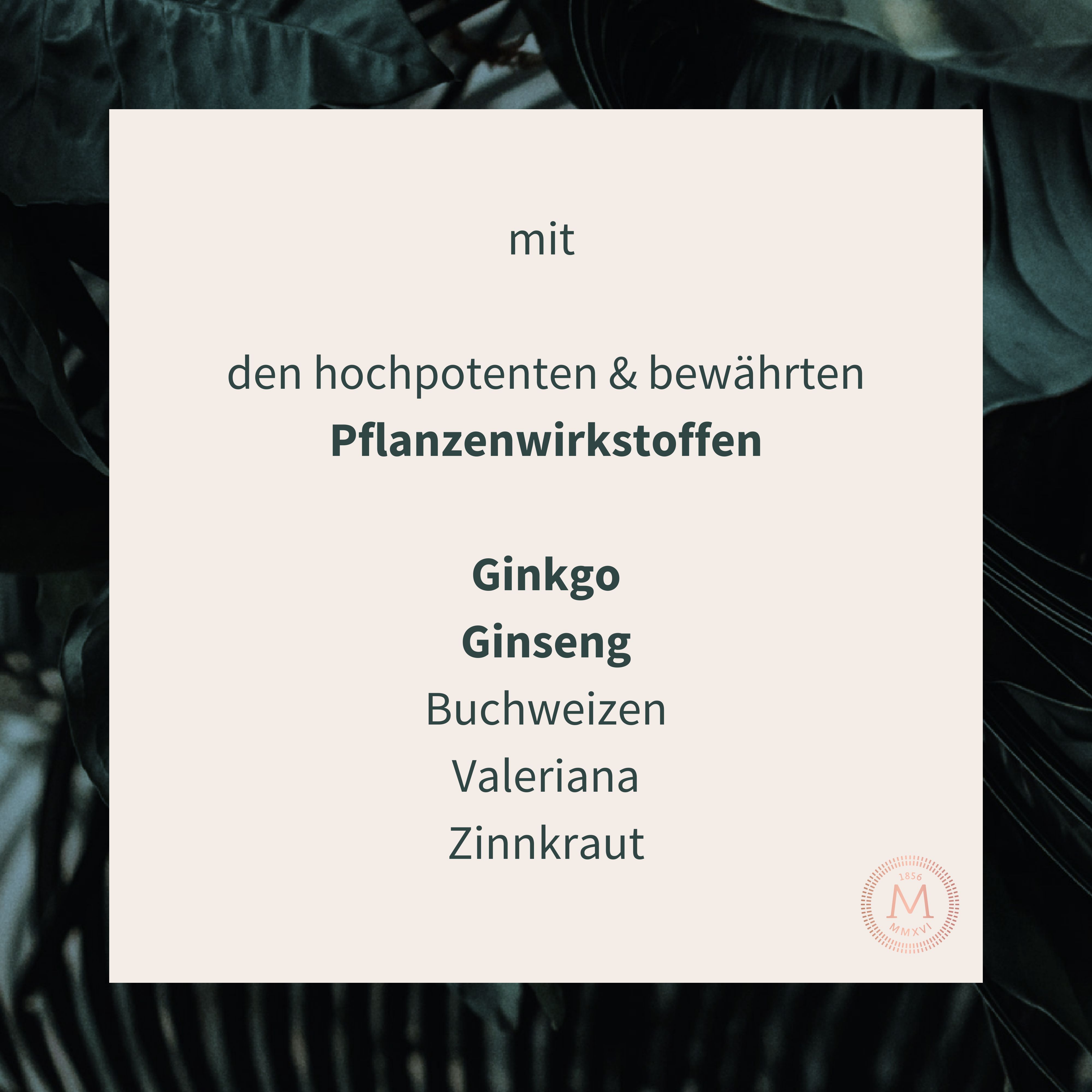 Text auf beigem Hintergrund: mit den hochpotenten & bewährten Pflanzenwirkstoffen: Ginkgo, Ginseng, Buchweizen, Valeriana, Zinnkraut.