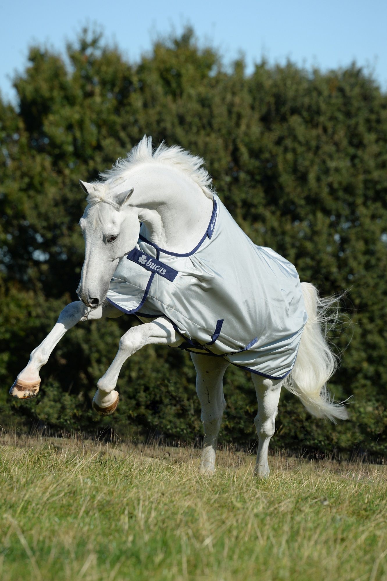 Graues Pferd mit Decke, blauem Rand und Bucas-Logo. Das Pferd steht auf einer Wiese und hebt ein Bein.