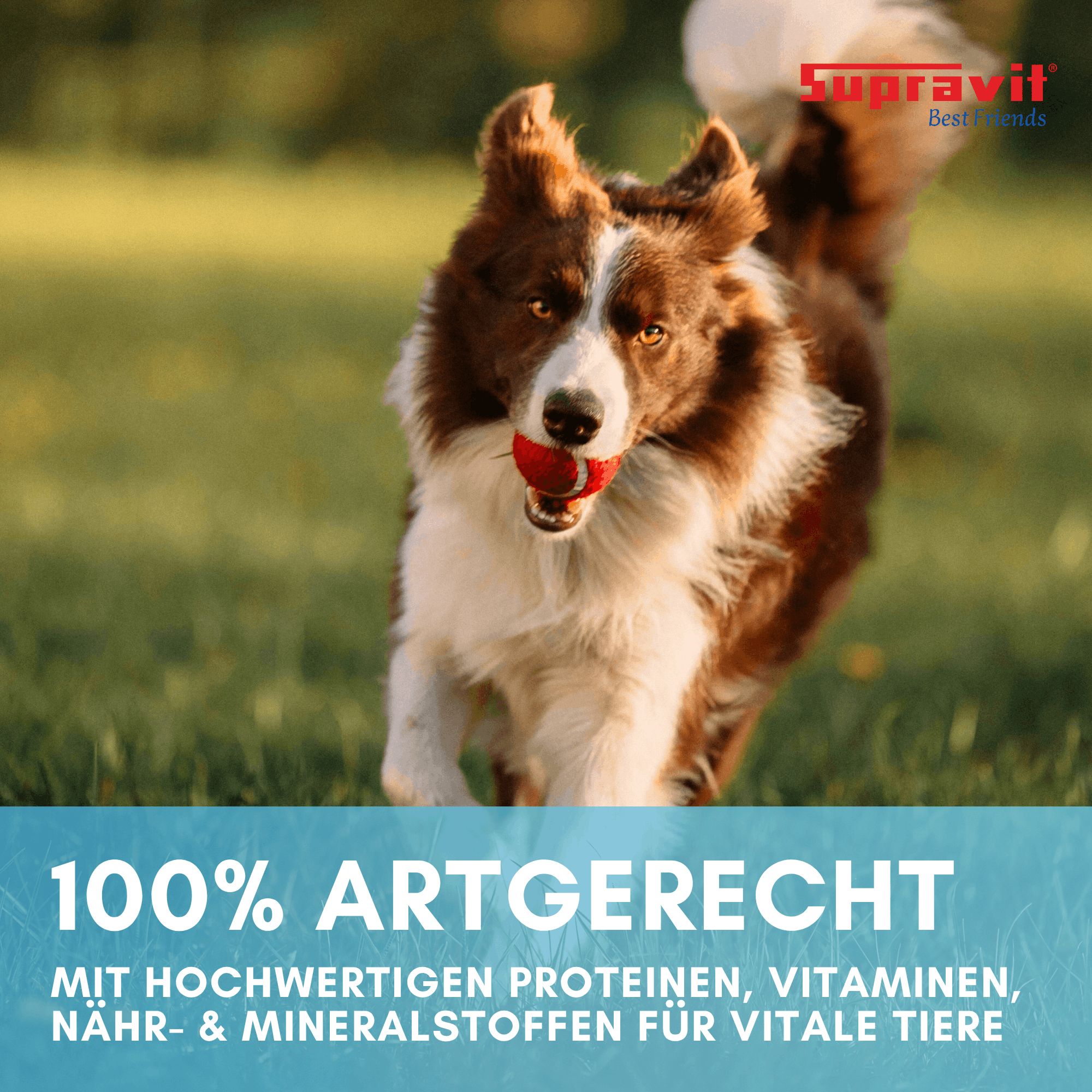 Supravit Hundenassfutter Dosenfutter für Hunde