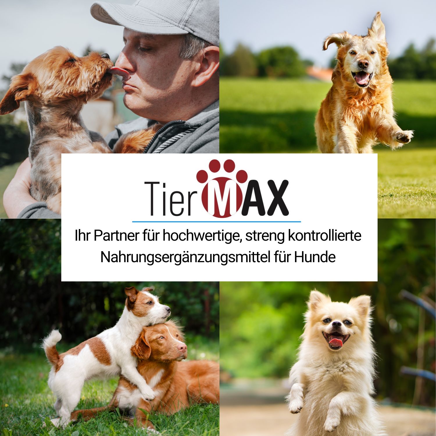 Collage von Hunden. Text: TierMAX, Ihr Partner für hochwertige Nahrungsergänzungsmittel für Hunde.