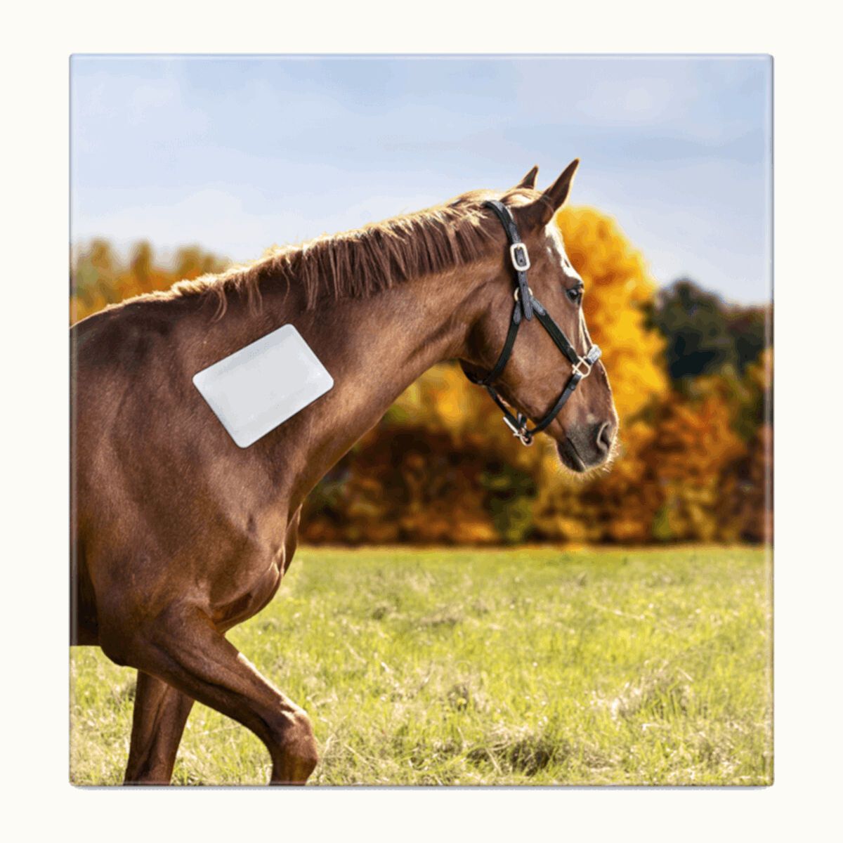 Pferd mit einem weißen Klebeschaumverband auf der Seite, im Freien.