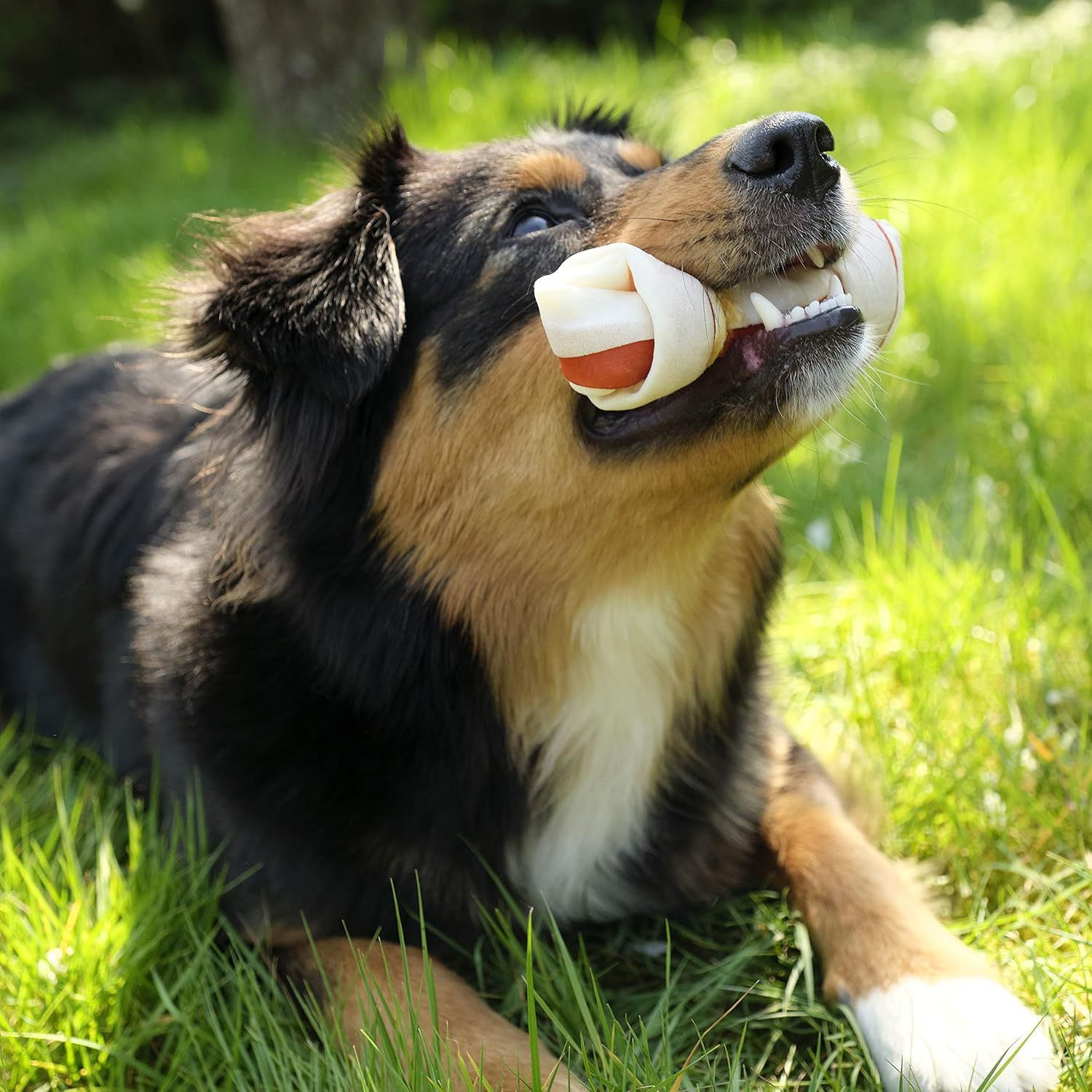 Ein Hund liegt im Gras und kaut auf einem Knochen.