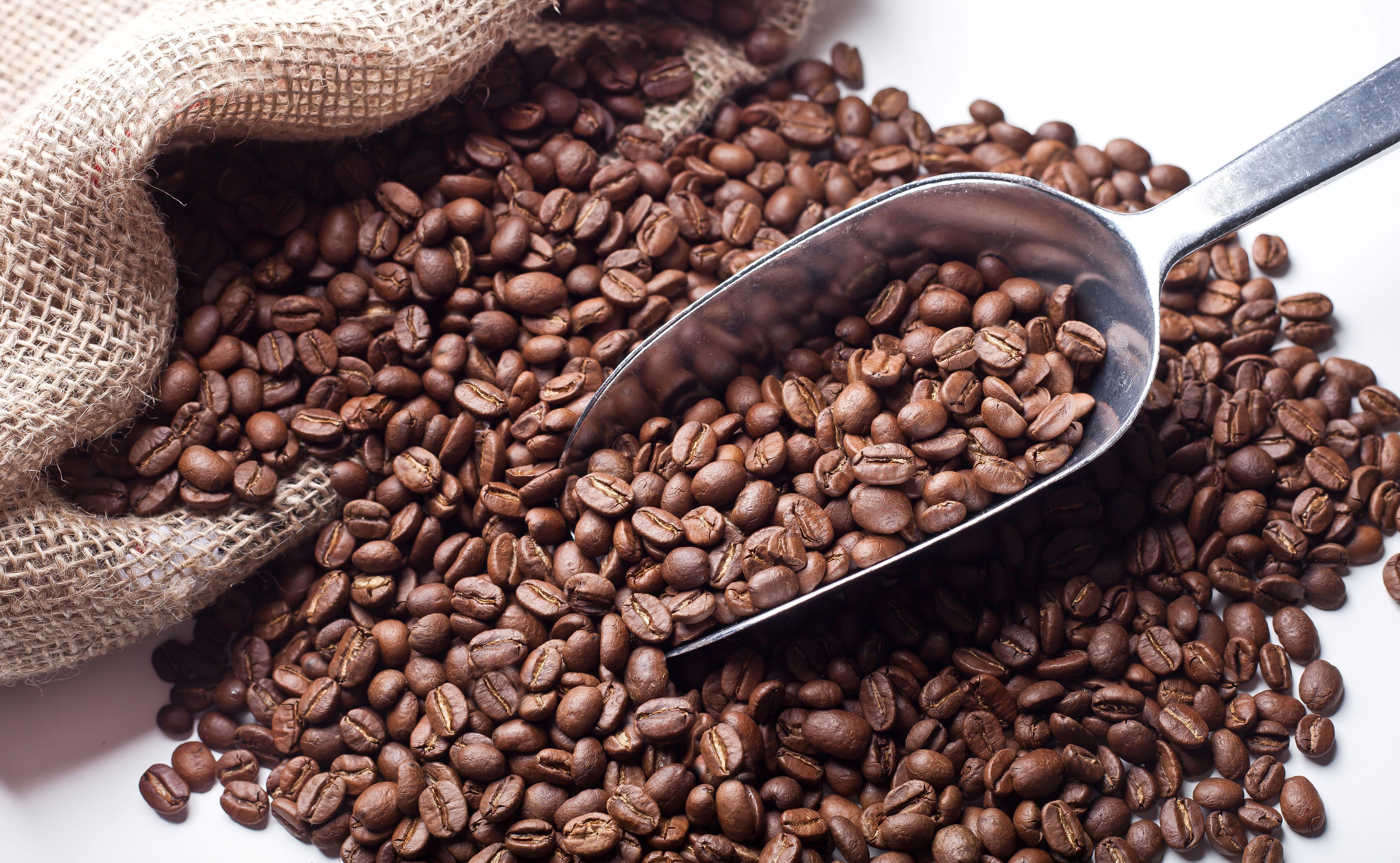 Kaffeebohnen in einem Jutesack und in einer Schaufel. Gebräunte Bohnen auf weißem Hintergrund.