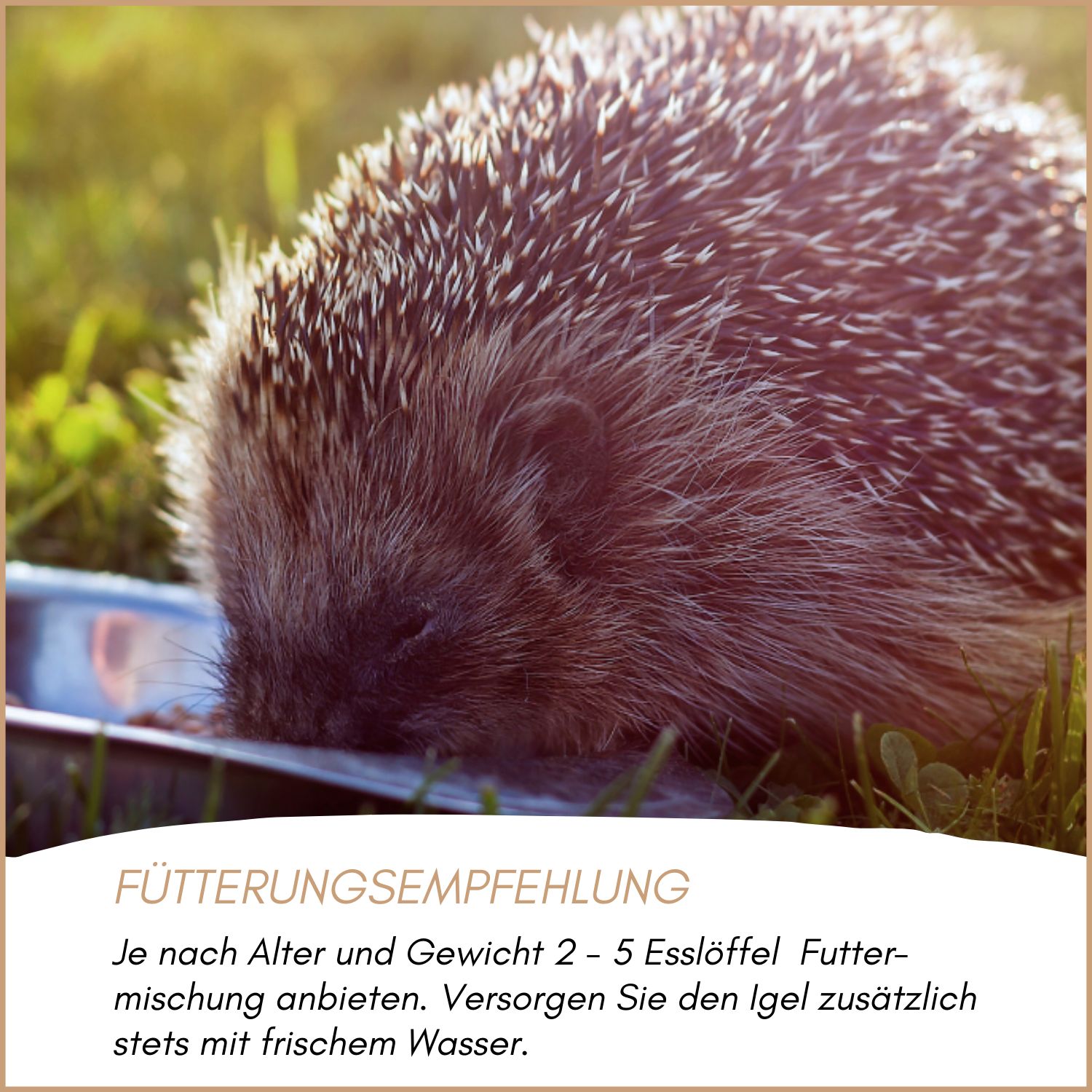 Supravit Igelfutter mit Insekten
