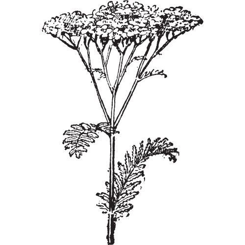 Alteya Organics Schafgarbenöl 100%