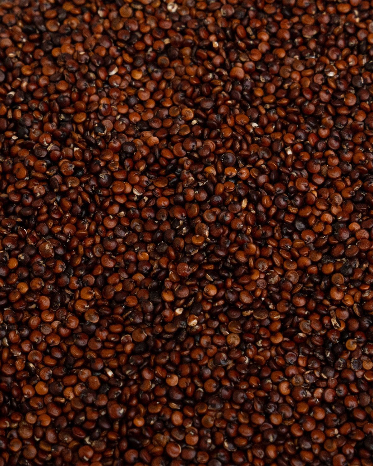 Nahaufnahme von rotem Quinoa. Die kleinen, runden Körner füllen das Bild aus.