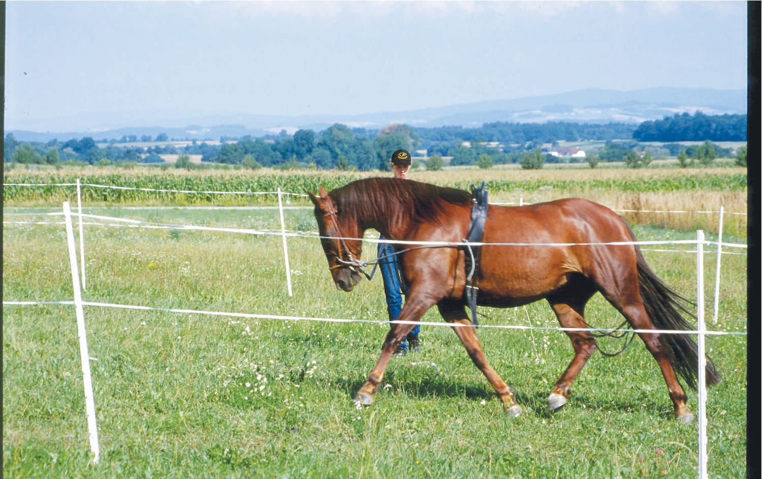 Waldhausen Longierhilfe