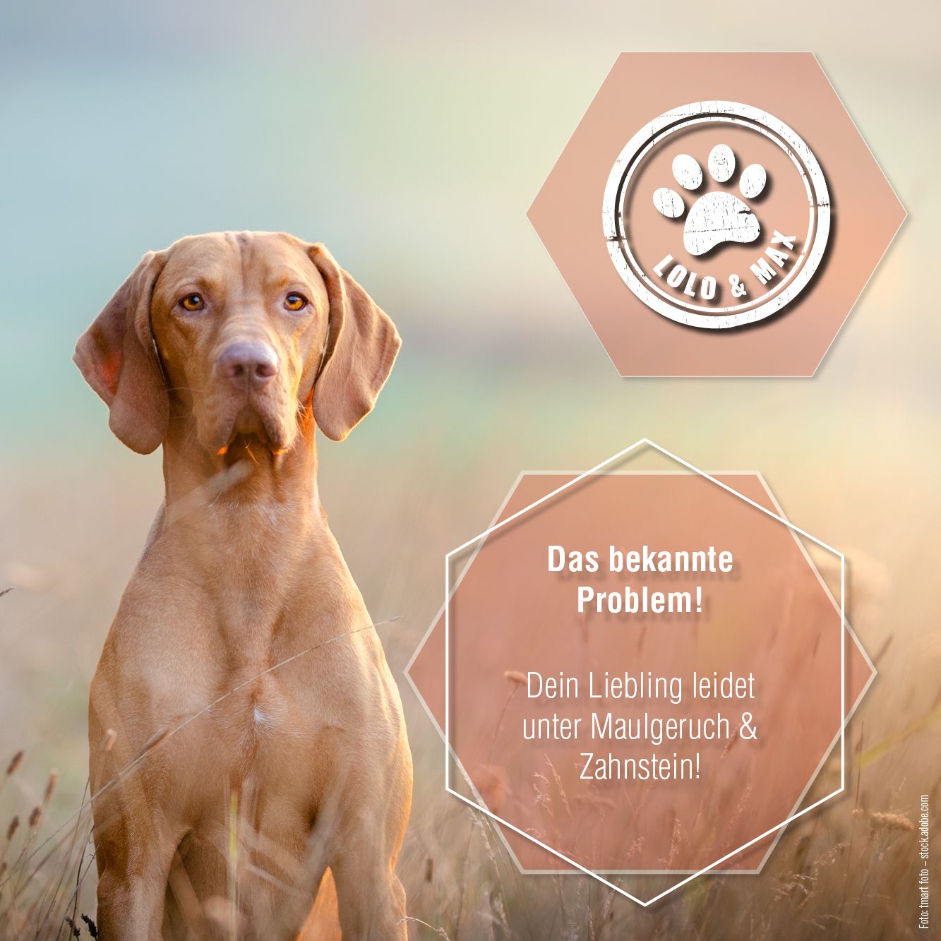 Hund im Feld. Logo Lolo & Max. Text: Das bekannte Problem! Dein Liebling leidet unter Maulgeruch & Zahnstein!