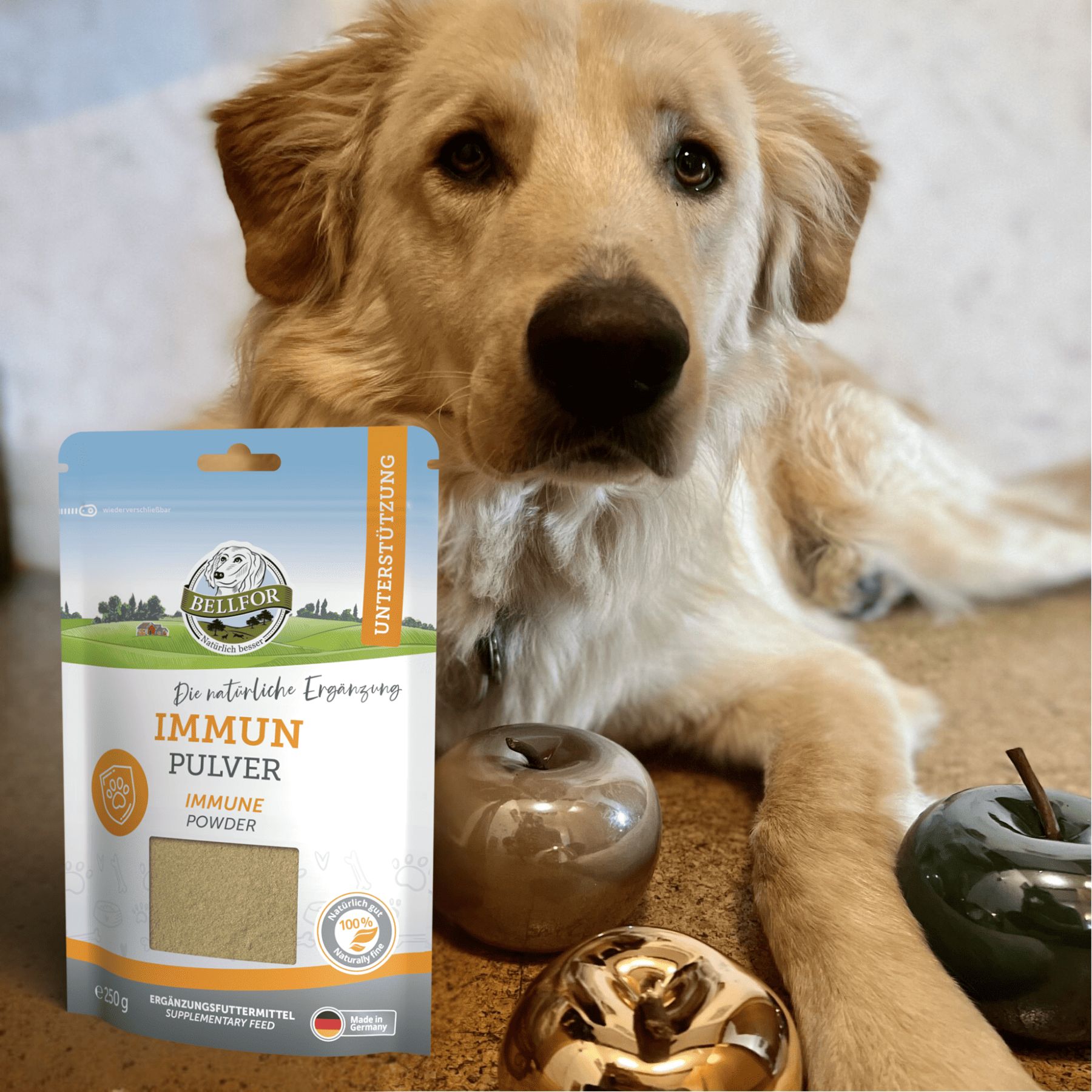 Bellfor Immun Pulver Verpackung neben einem Golden Retriever. Dekoration: Äpfel und goldene Kugeln.