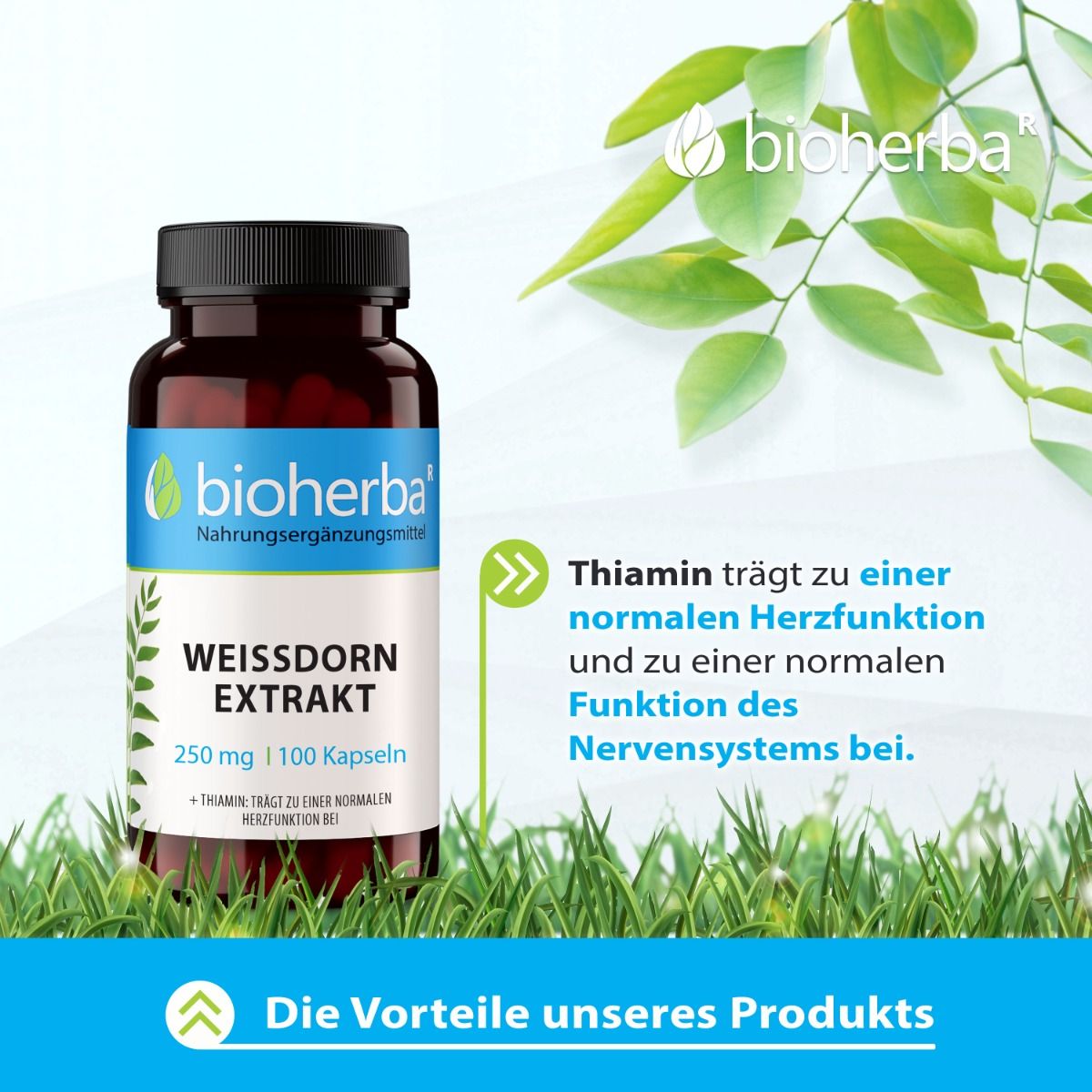 Bioherba Weissdorn Extrakt Kapseln in brauner Flasche. 100 Kapseln, 250 mg. Text: Thiamin trägt zur normalen Herzfunktion bei.