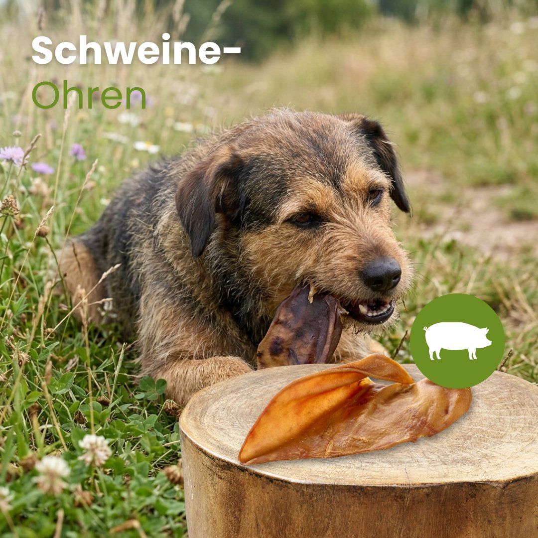 Hund kaut auf einem getrockneten Schweineohr, das auf einem Baumstumpf liegt.