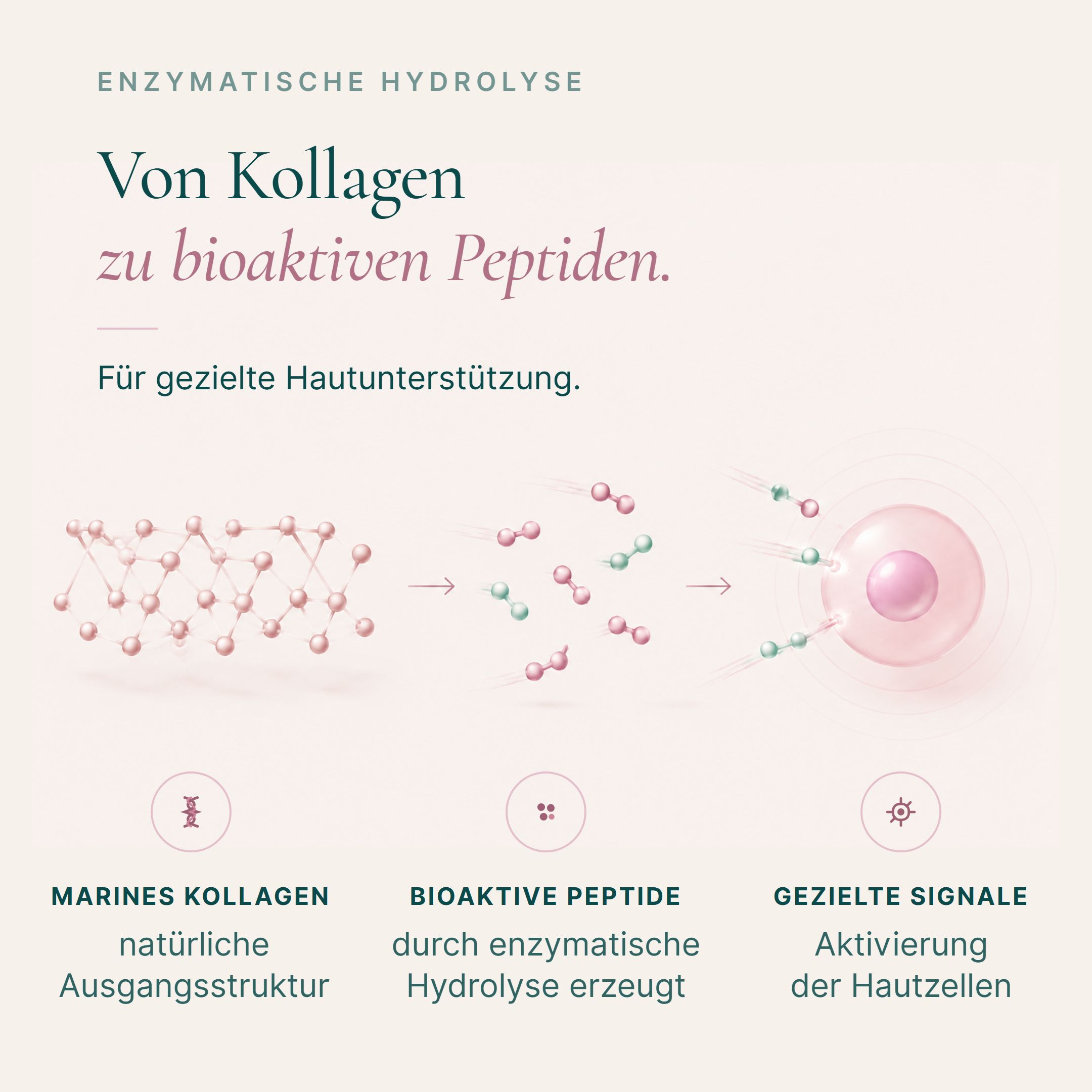 Grafische Darstellung der Umwandlung von marine Kollagen zu bioaktiven Peptiden.