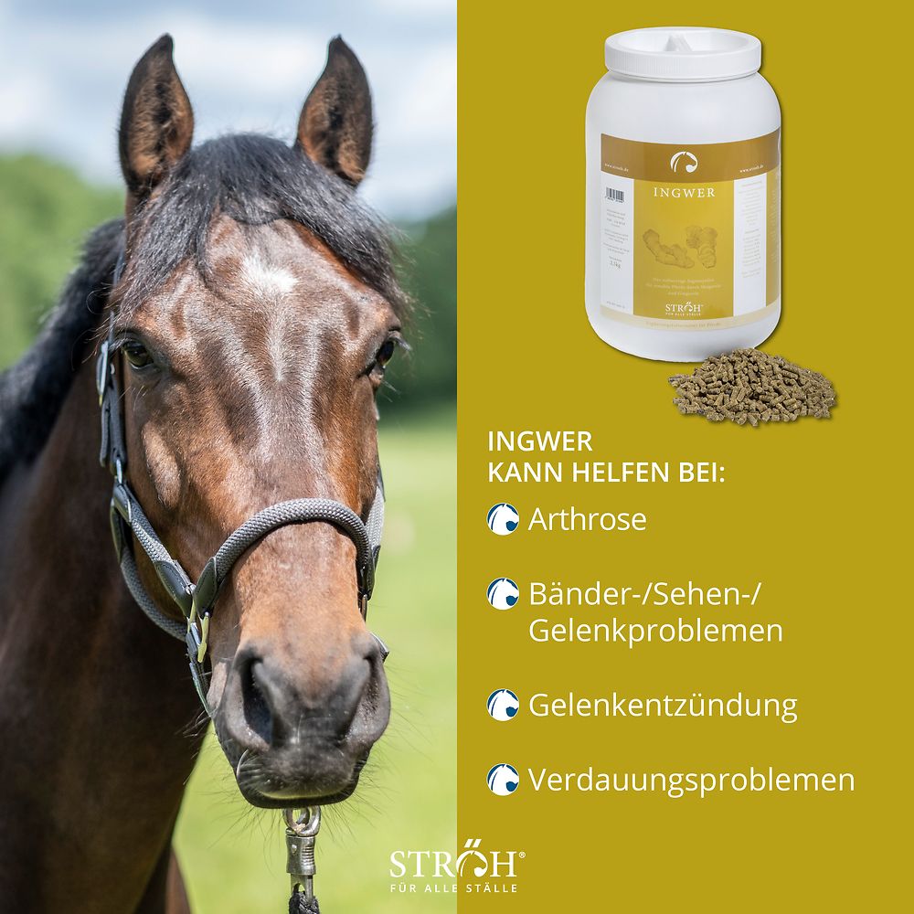 Pferd neben Produktabbildung. Produkt: weißer Behälter mit "INGWER". Text: "INGWER KANN HELFEN BEI: Arthrose..."