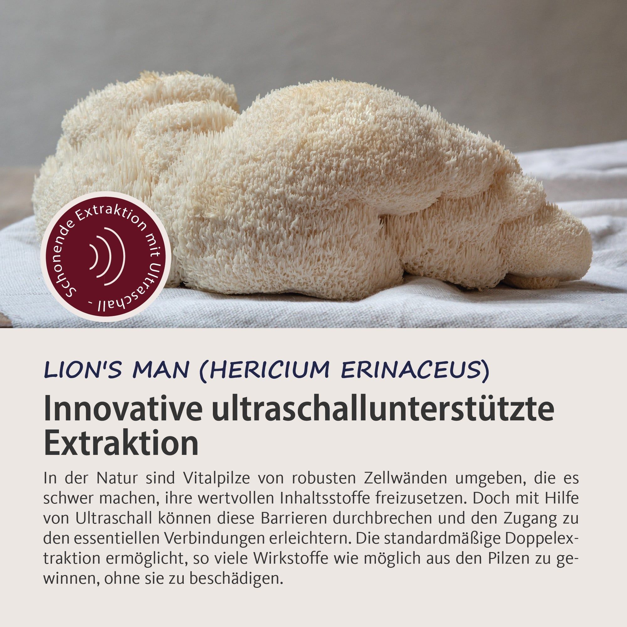 Vitalpilze Lion's Mane traditionelle Tinktur