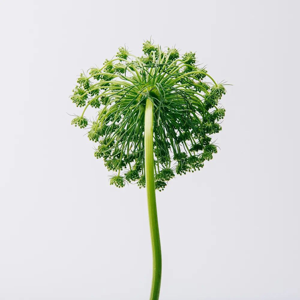 Grüne Pflanze mit rundem Blütenstand und langem Stiel. Der Hintergrund ist weiß.