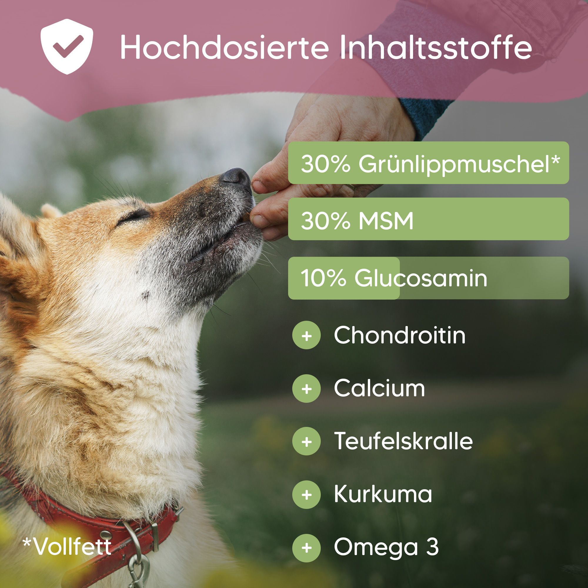 Hand gibt Hund Tablette. Text: 30% Grünlippmuschel, 30% MSM, 10% Glucosamin. Weitere Inhaltsstoffe: Chondroitin, Calcium.