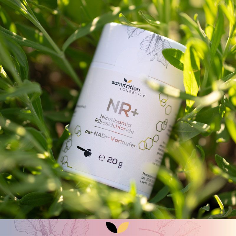 Zylindrische Dose "Sanutrition NR+" in Grün. Text: Nicotinamid-Ribosidchlorid, der NAD+-Vorläufer, e 20g. Dose in grüner Vegetation.