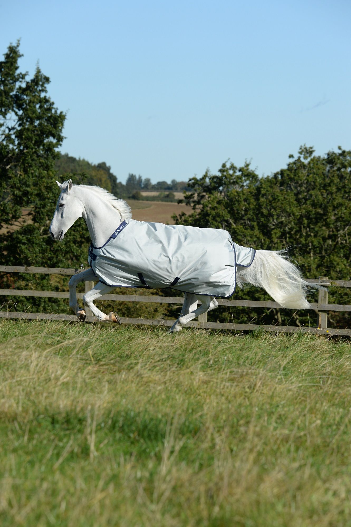 Graues Pferd mit Decke und blauem Rand, rennt über eine Wiese. Bucas-Logo sichtbar.
