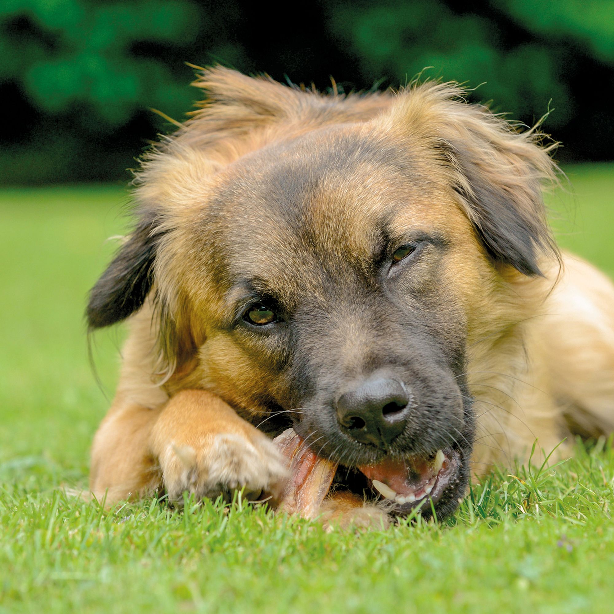 Hund, der ein getrocknetes Rinderohr auf einer grünen Wiese kaut.