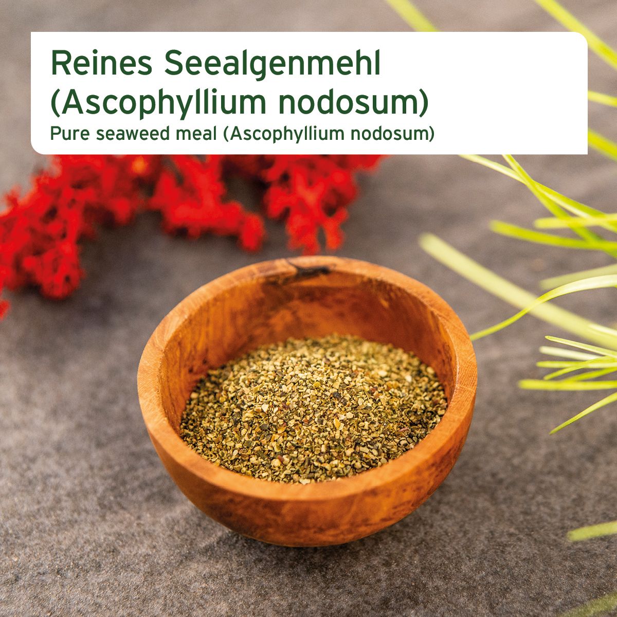 Holzschale mit Seealgenmehl. Text: Reines Seealgenmehl (Ascophyllum nodosum).