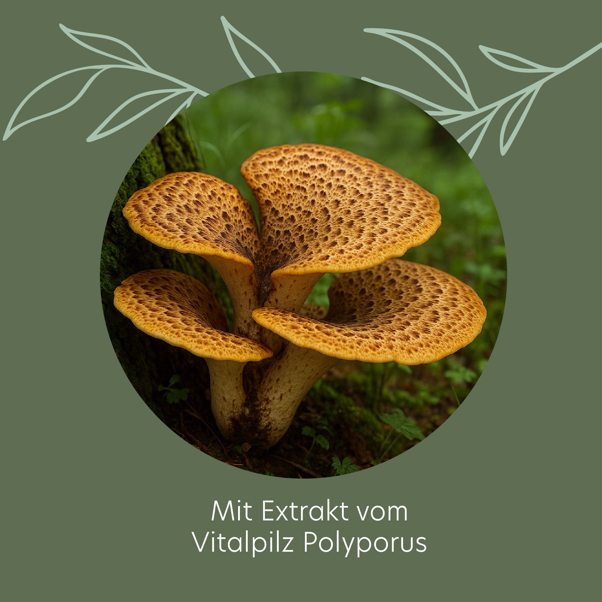 Runder Ausschnitt mit Pilzen. Text: Mit Extrakt vom Vitalpilz Polyporus.