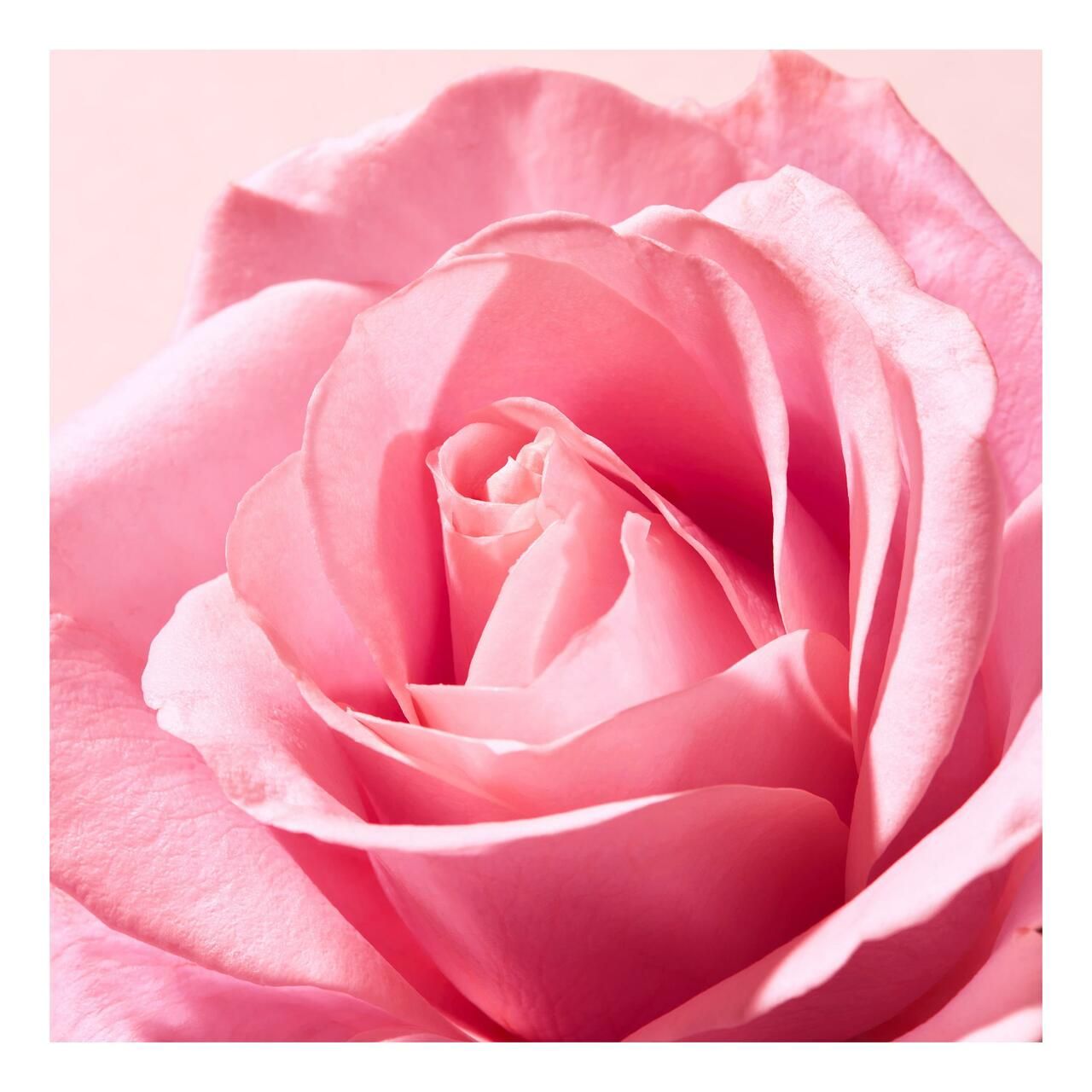 NUXE Very Rose Lippenbalsam. Rosa Tiegel mit rosa Deckel. Produktname und Logo sichtbar.
