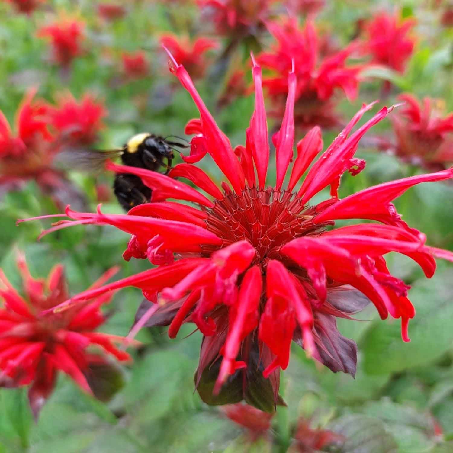 tea exclusive - Abendrot bio Tee Alpenkräute