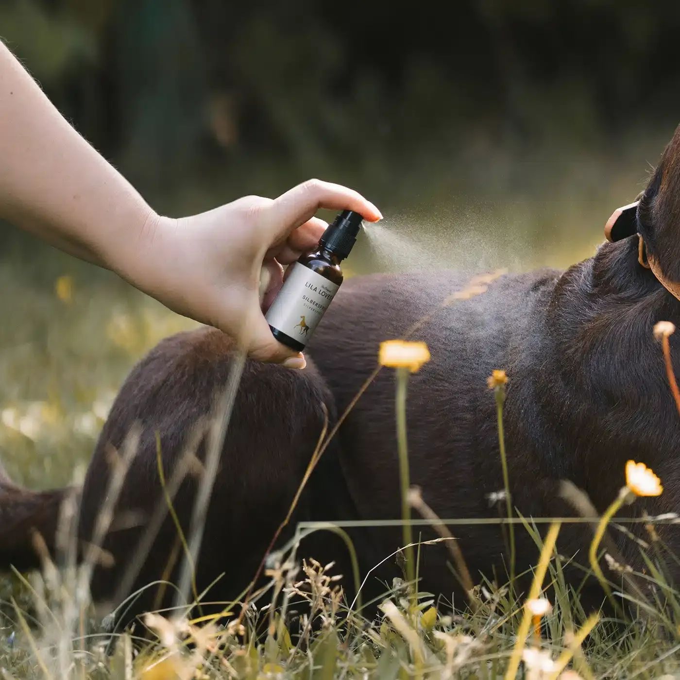 Person sprüht Produkt auf Hund. Flasche mit Etikett. Hund im Gras. Produktname und Logo sichtbar.