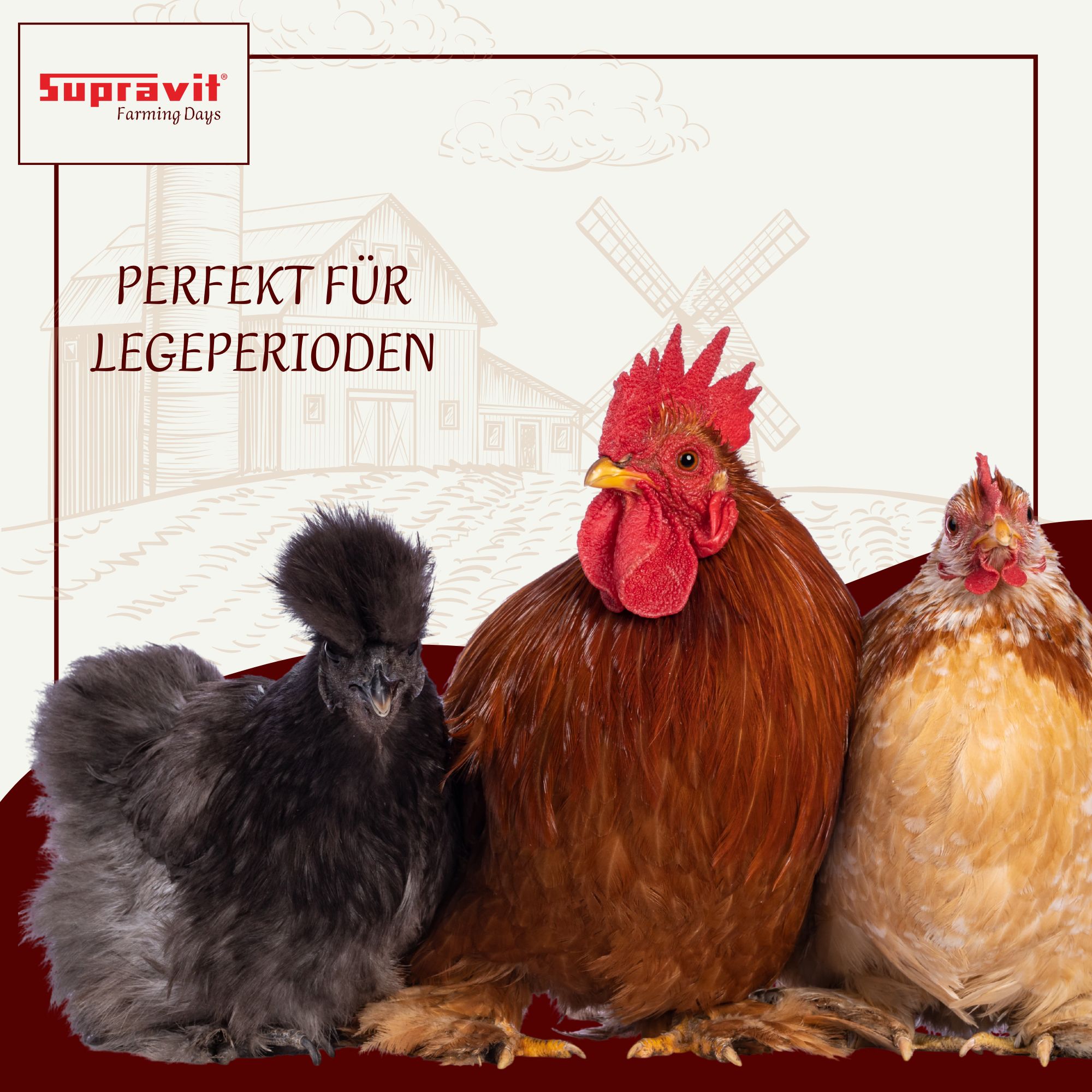 Supravit Legemehl für Hühner GVO - Gentechnik frei | für stabile Eierschalen und hohe Legeleistung
