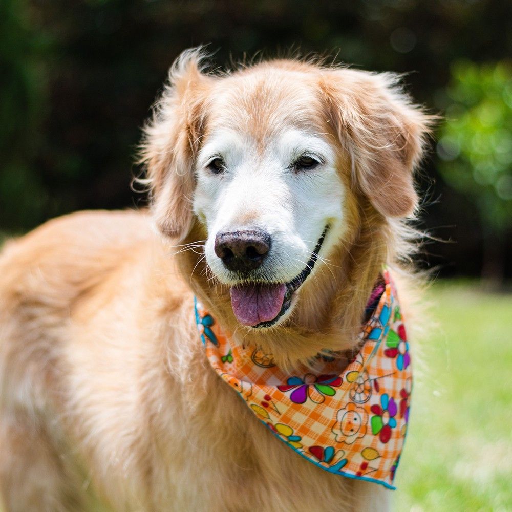 Goldener Retriever-Hund mit orangefarbenem Halstuch mit Blumenmuster. Der Hund lächelt.