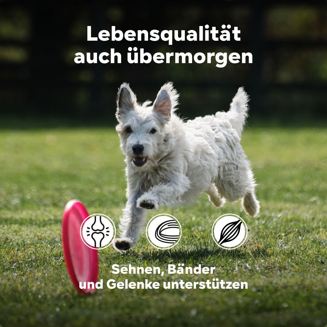 HGM Gelenkpulver aktiv Hunde, stärkt Gelenke durch Grünlippmuschel + Glucosamin, HGM 500g