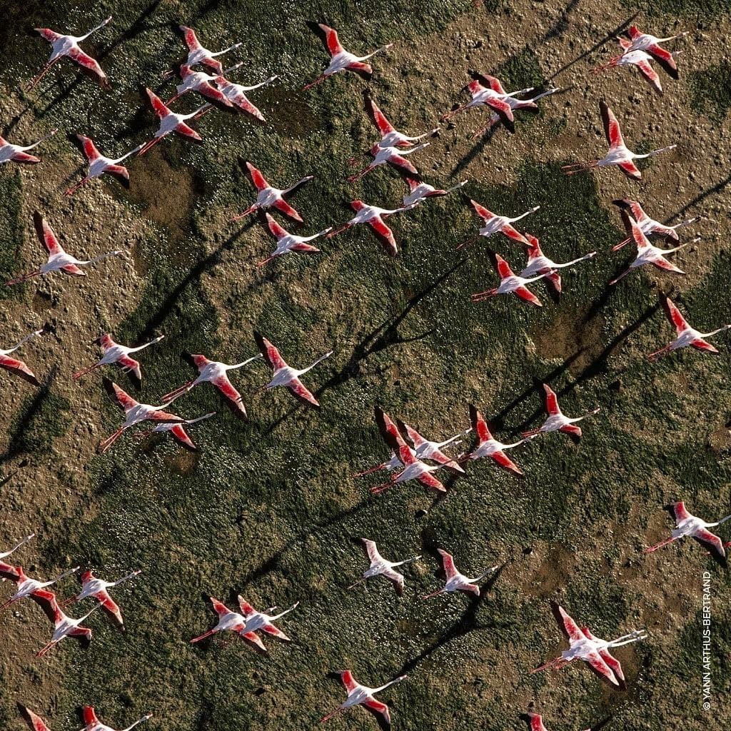 Luftaufnahme von Flamingos in einer Landschaft. Rote und weiße Federn. Vögel fliegen.
