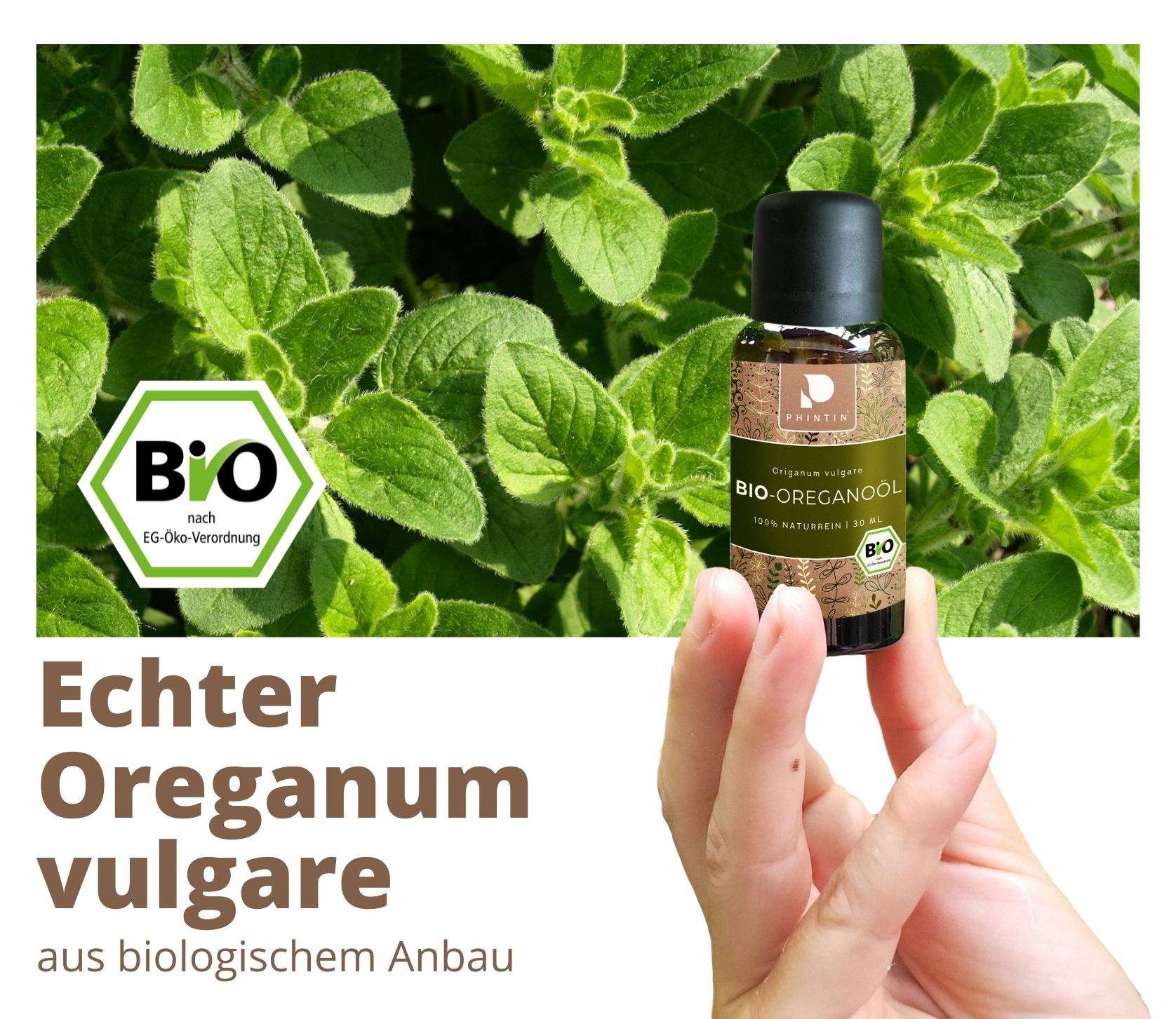 PHINTIN Bio Oreganoöl – 100 % naturrein, ätherisches Öl (Lebensmittelqualität)