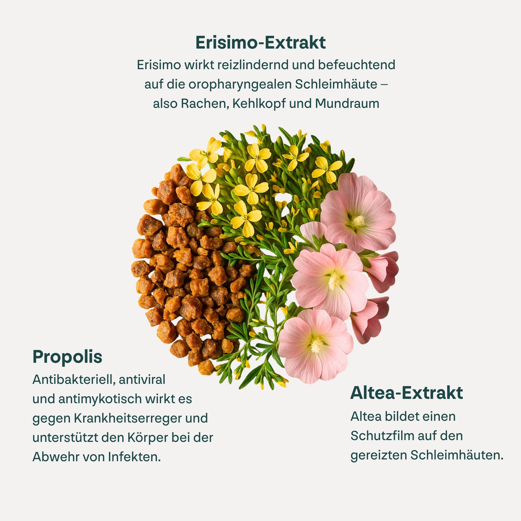 Kreisförmige Anordnung von Propolis, Blüten und Altea-Extrakt. Beschriftung der Bestandteile.