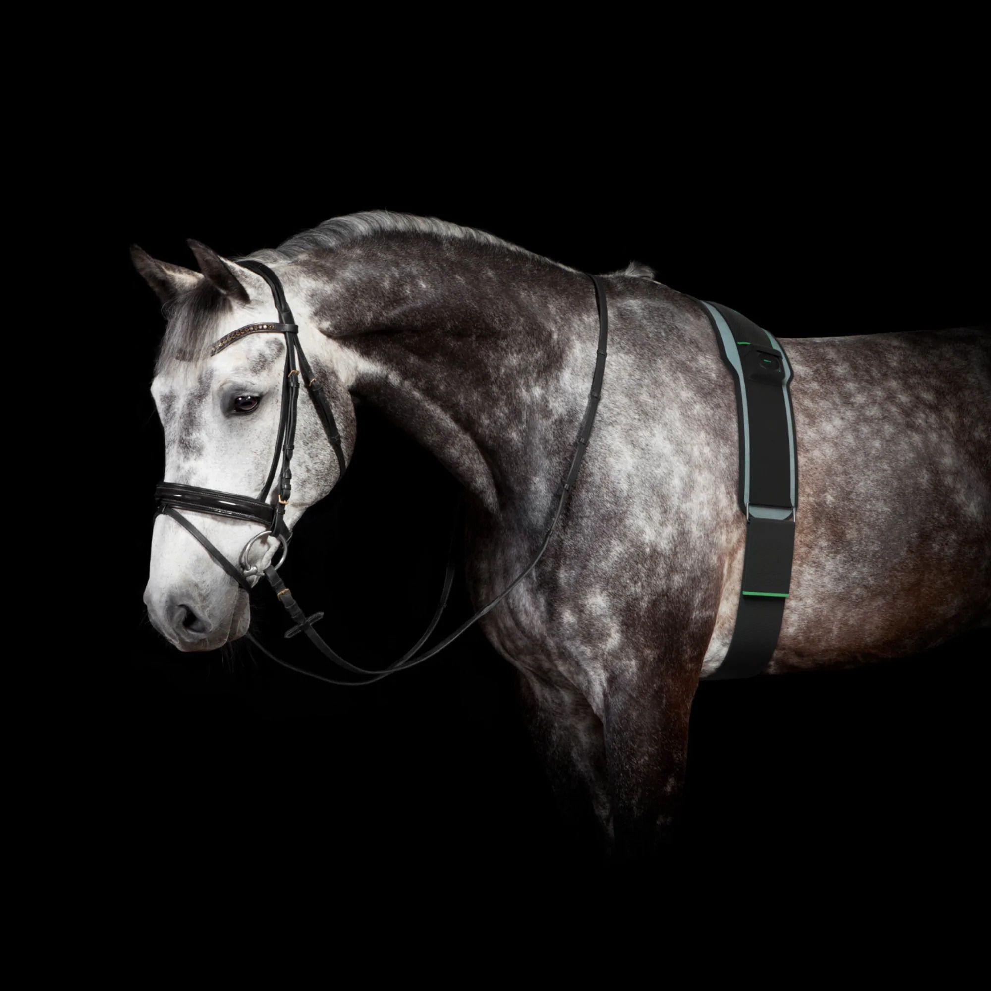 Graues Pferd mit schwarzem KorBand. Das Band verläuft über Brust und Rücken. Schwarzer Hintergrund.