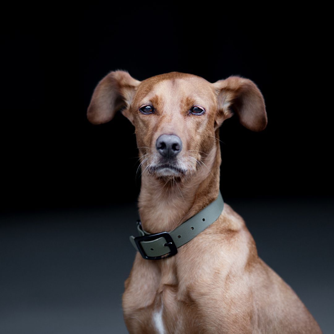 Hund mit olivgrünem Halsband und schwarzer Schnalle.