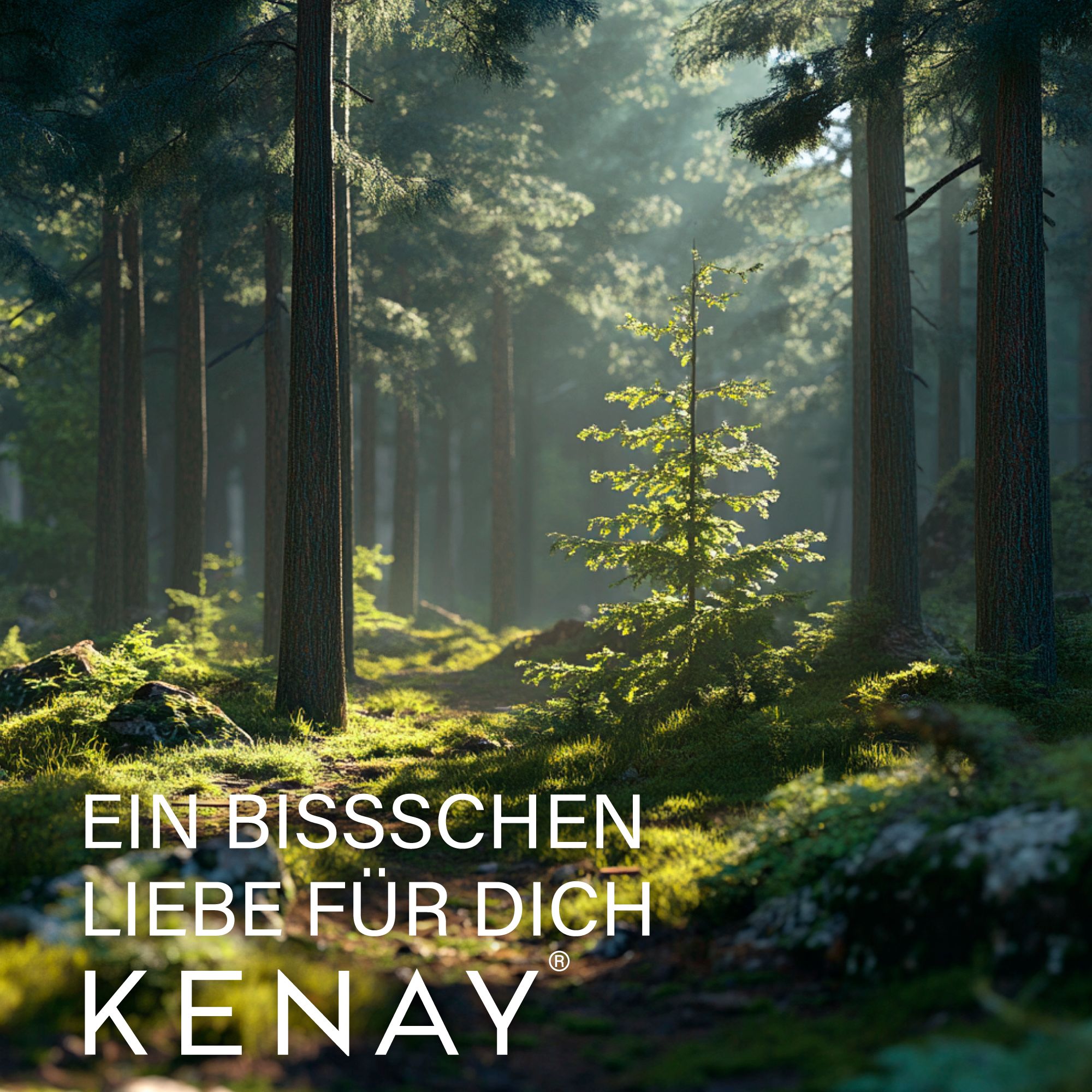 Waldszene mit Sonnenlicht. Text: EIN BISSCHEN LIEBE FÜR DICH KENAY.