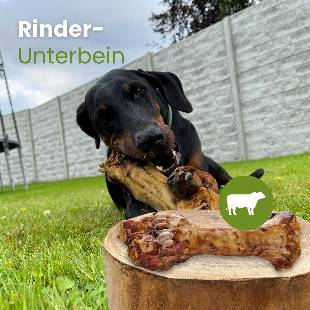 Dobermann kaut auf einem Rinderunterbein im Garten, ein weiteres liegt auf einem Baumstumpf.