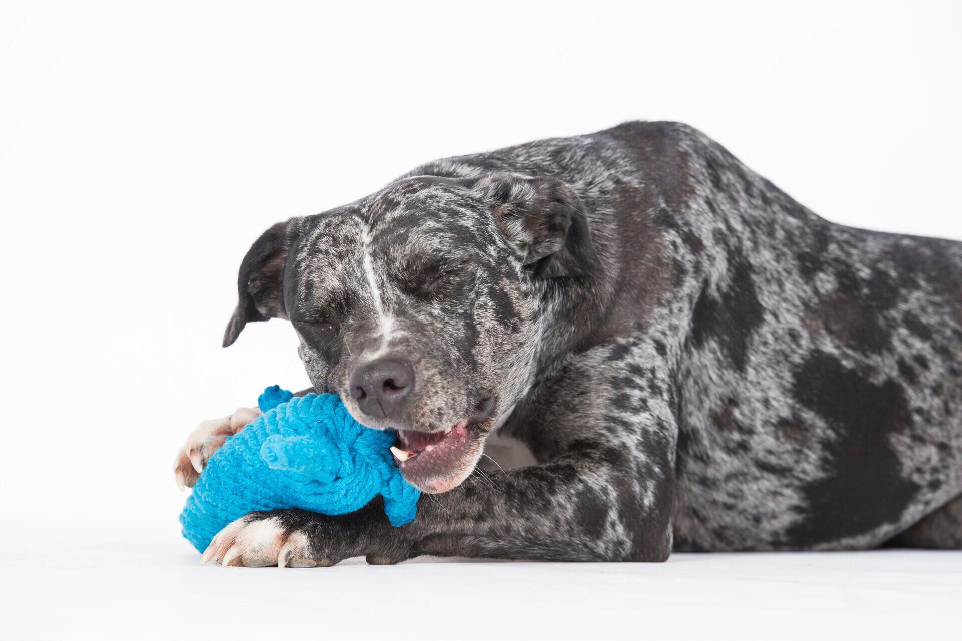 Hundespielzeug Kurt Känguru - Laboni