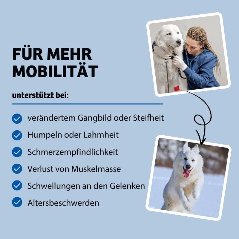 BugBell Trockenfutter BonePower - Knochen & Gelenke
